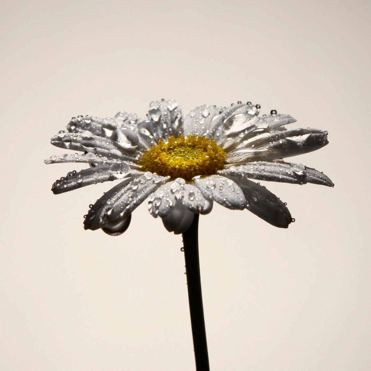 Organic Chamomile Hydrosol - 100% natural
